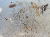 Ganoderma sessile image