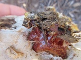 Ganoderma sessile image