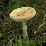 Amanita persicina image