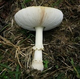 Amanita persicina image