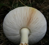 Amanita persicina image