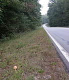 Amanita persicina image
