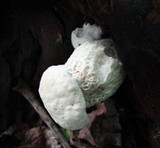 Hypomyces chlorinigenus image