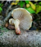 Pholiota polychroa image