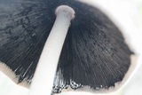 Coprinopsis alopecia image