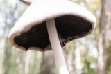 Coprinopsis alopecia image
