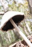 Coprinopsis alopecia image