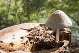 Coprinopsis alopecia image