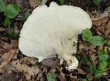 Bondarzewia berkeleyi image