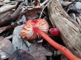 Hygrocybe miniata image