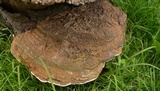 Ganoderma australe image
