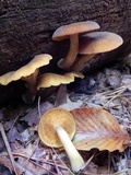 Tricholomopsis decora image
