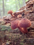 Tricholomopsis formosa image