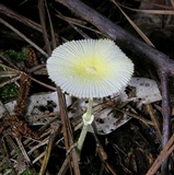 Leucocoprinus fragilissimus image