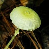 Leucocoprinus fragilissimus image