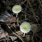 Leucocoprinus fragilissimus image