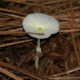Leucocoprinus fragilissimus image
