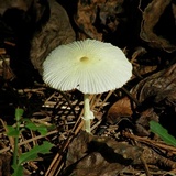 Leucocoprinus fragilissimus image