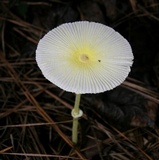 Leucocoprinus fragilissimus image