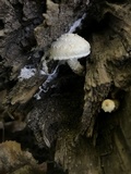Hemipholiota populnea image