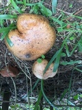 Suillus cothurnatus image