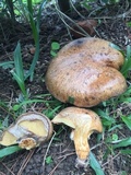 Suillus cothurnatus image