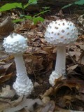 Amanita cokeri image