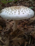 Amanita cokeri image