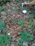 Amanita cokeri image