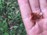 Dacryopinax elegans image