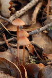 Mycena californiensis image