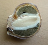 Phallus hadriani image