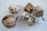 Phallus hadriani image