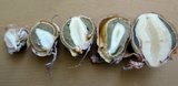 Phallus hadriani image