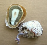 Phallus hadriani image