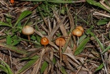Hygrocybe psittacina var. perplexa image