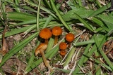 Hygrocybe psittacina var. perplexa image