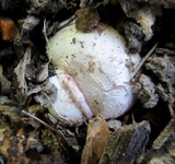 Phallus hadriani image