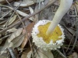 Boletellus ananas image