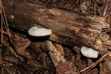 Crepidotus applanatus image