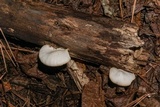 Crepidotus applanatus image