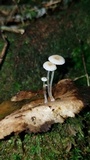 Mycena guzmanii image