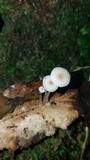 Mycena guzmanii image
