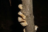Trametes villosa image
