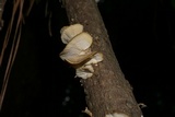 Trametes villosa image