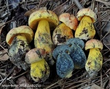 Butyriboletus floridanus image