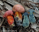 Butyriboletus floridanus image