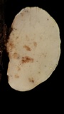 Rigidoporus microporus image