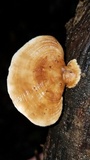 Rigidoporus microporus image