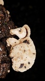 Rigidoporus microporus image
